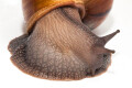 Achatina achatina achatina Nigeria F1 adult